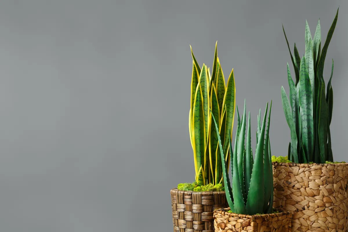 Best Tall Succulents 14 Tall Succulents and Cacti