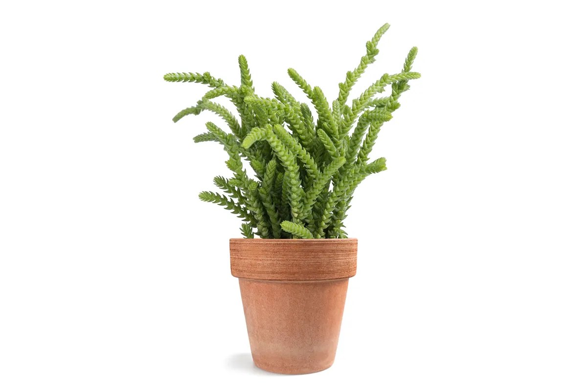 Watch Chain Plant Turning Brown? Simple Diagnosis And Solutions