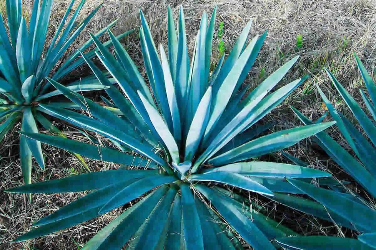 Blue Agave Care Tips Your Only Guide!
