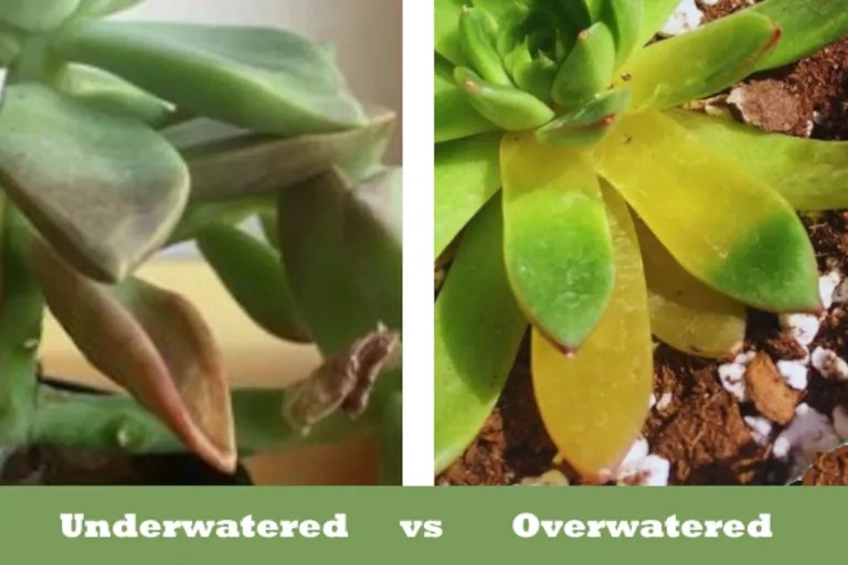 How To Tell When Your Succulent Has Over Or Under Watered