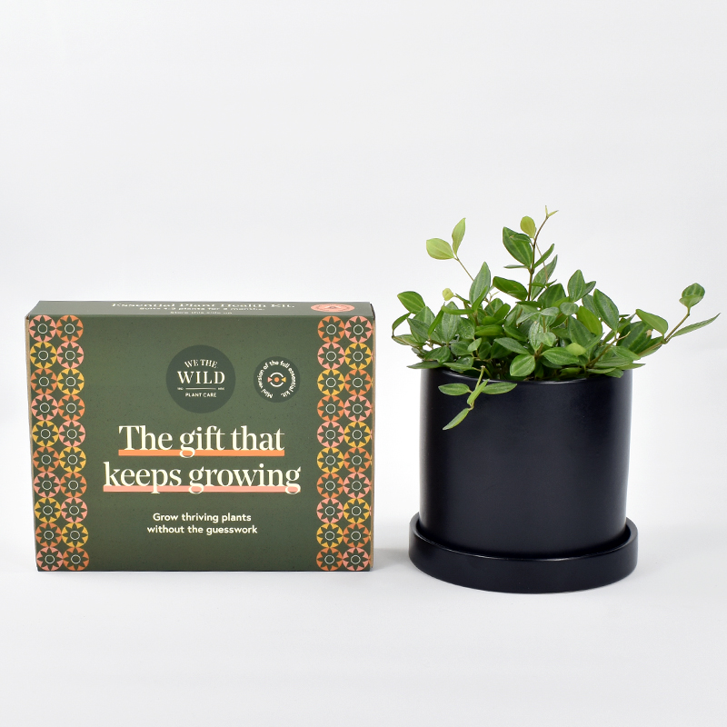 Green Fingers Indoor Plant Gift Succulento Indoor plant gifts delivered