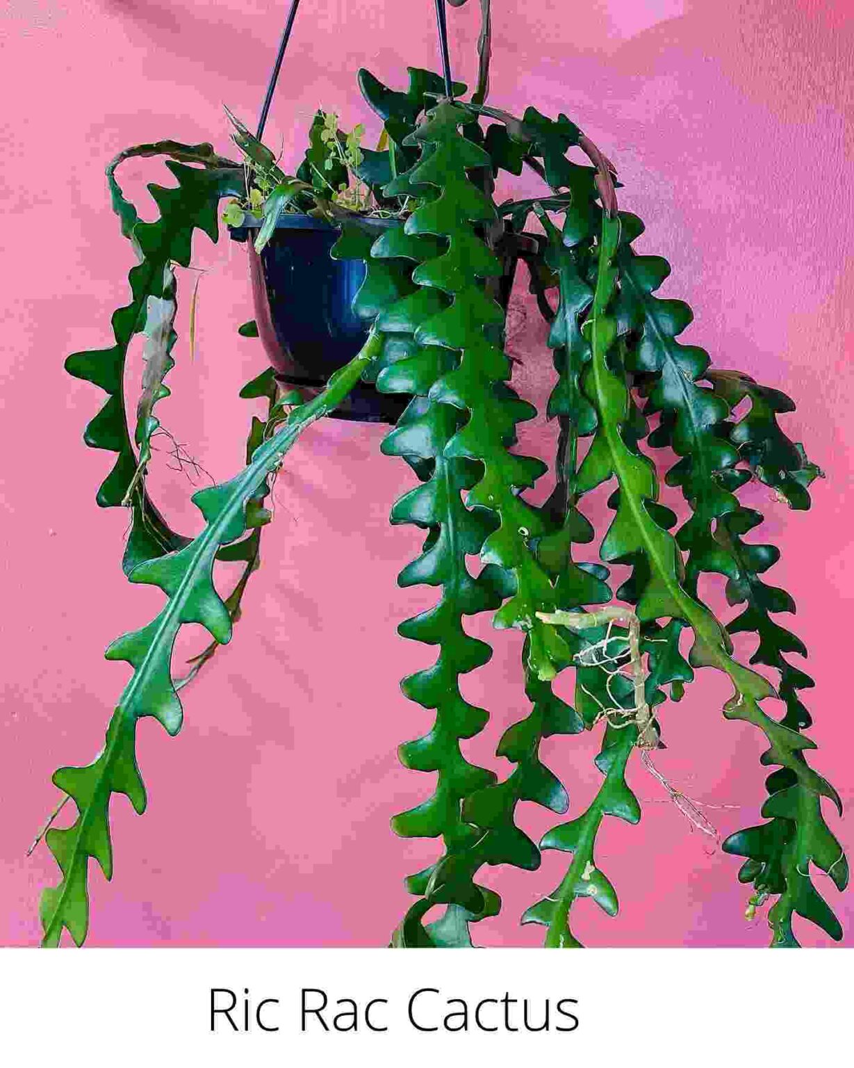 Ric Rac Cactus Care And Propagation Succulent Path