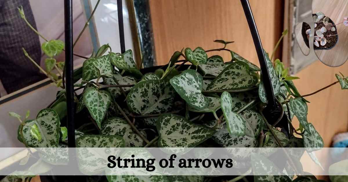 Ceropegia woodii "String of Arrows" Care and Propagation Succulent Path
