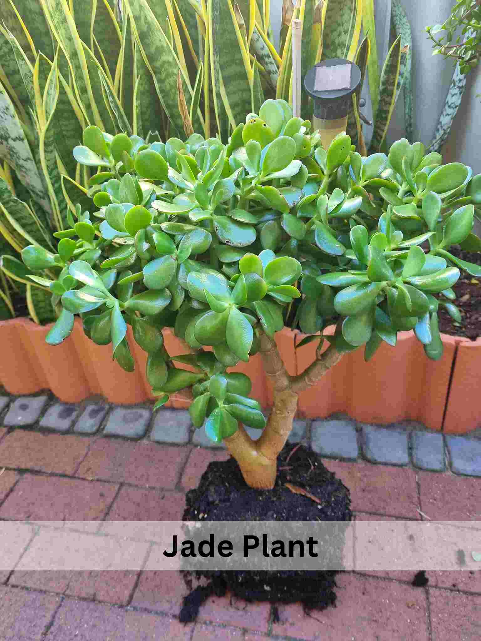 Are Succulents Poisonous to Cats Know the Truth ! Succulent Path