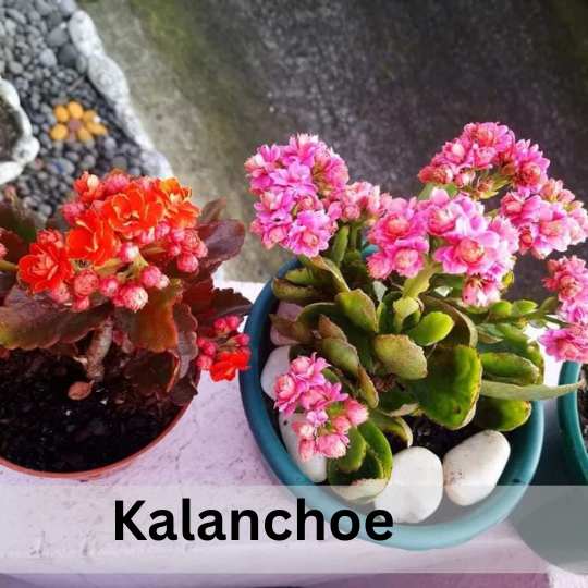 Are Succulents Poisonous to Cats Know the Truth ! Succulent Path