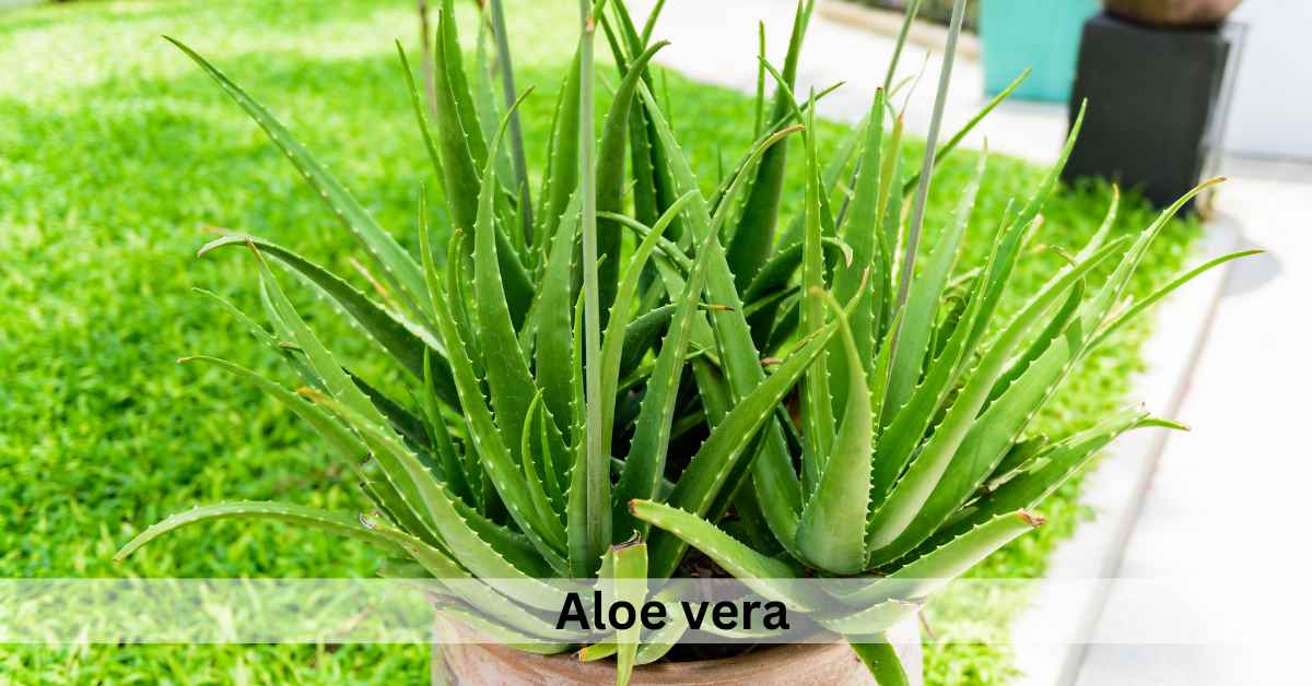 Succulent Plants Meaning In Spiritual, Love and Feng shui Succulent Path