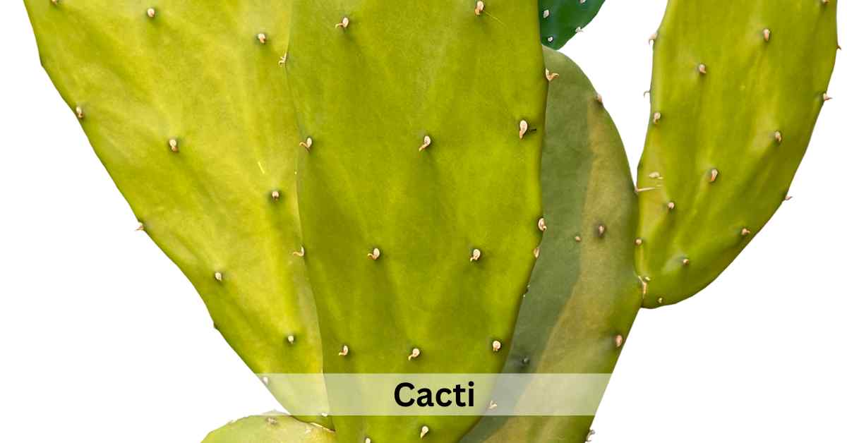 Succulent Plants Meaning In Spiritual, Love and Feng shui Succulent Path