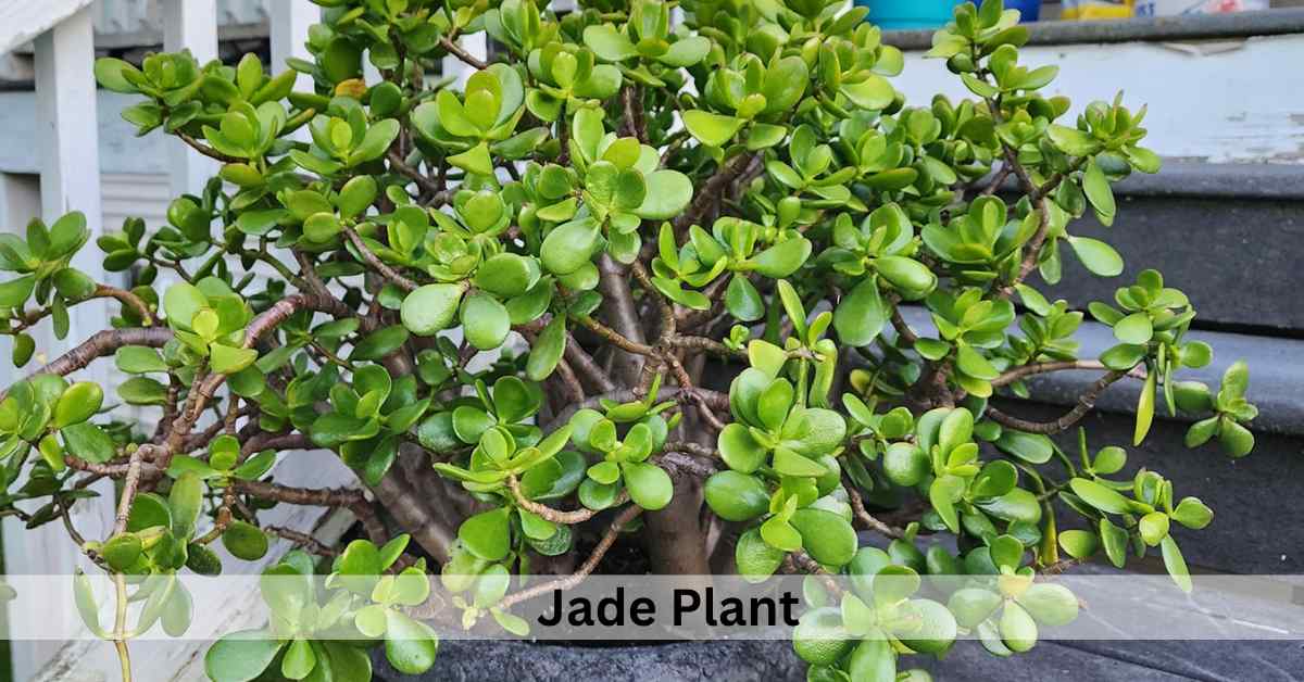 Succulent Plants Meaning In Spiritual, Love and Feng shui Succulent Path