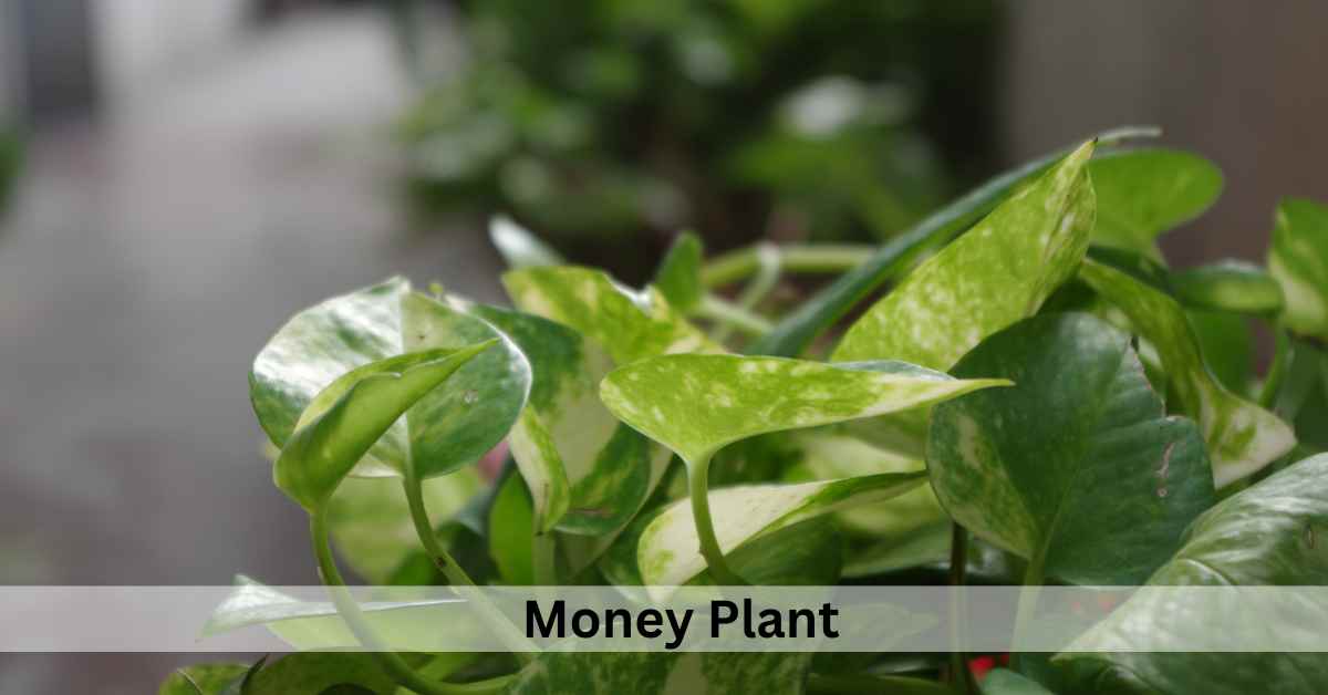 Succulent Plants Meaning In Spiritual, Love and Feng shui Succulent Path