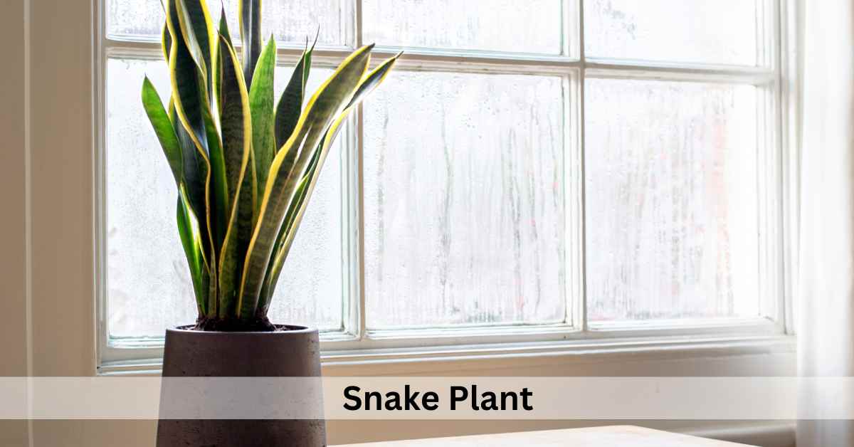 Succulent Plants Meaning In Spiritual, Love and Feng shui Succulent Path