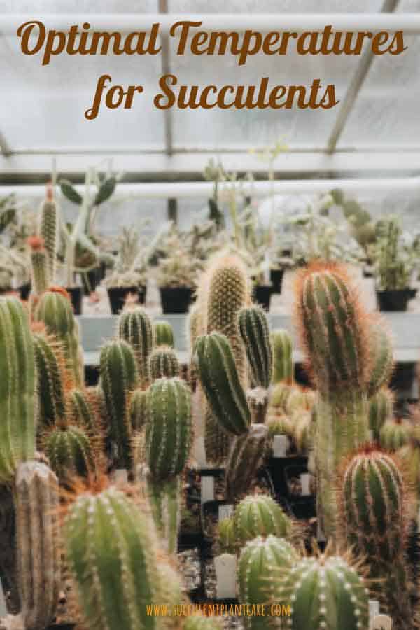 Optimal Temperatures for Succulents to Survive and Thrive Succulent