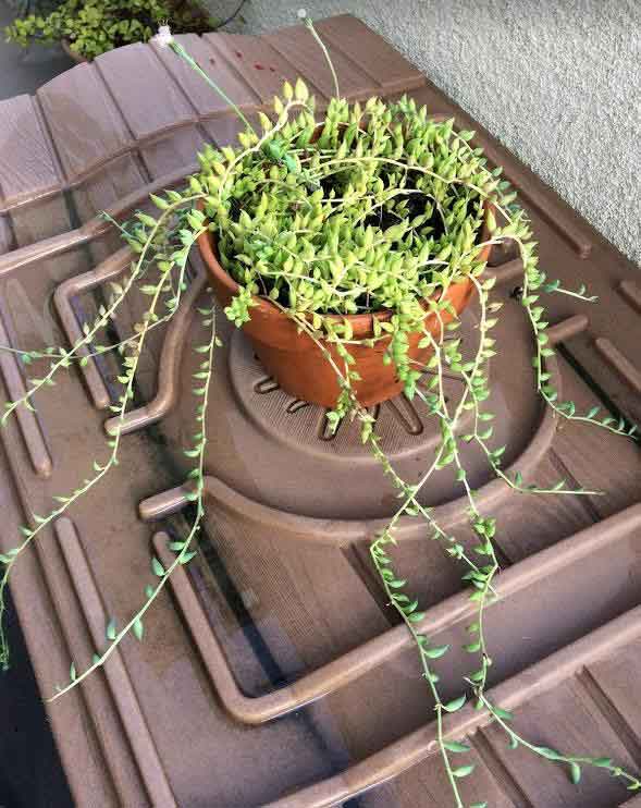 String of BananasSenecio Radicans Care, Propagation, Toxicity