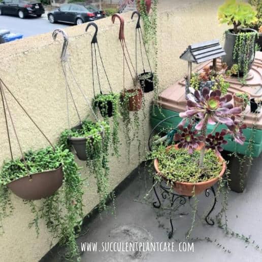 Top 20+ Best Pot For String Of Pearls