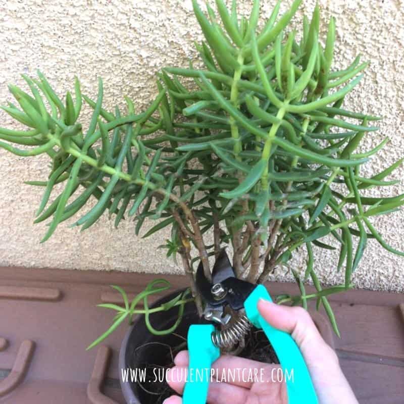 Can You Trim a Succulent’s Leaves, Stems, or Roots? Succulent Plant Care