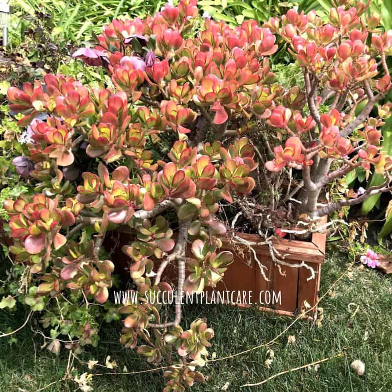 Jade Plant (Crassula Ovata) Falling Over Succulent Plant