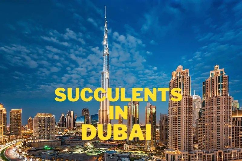 Top 5 Affordable Shops for Cactus and Succulents in Dubai in 2024