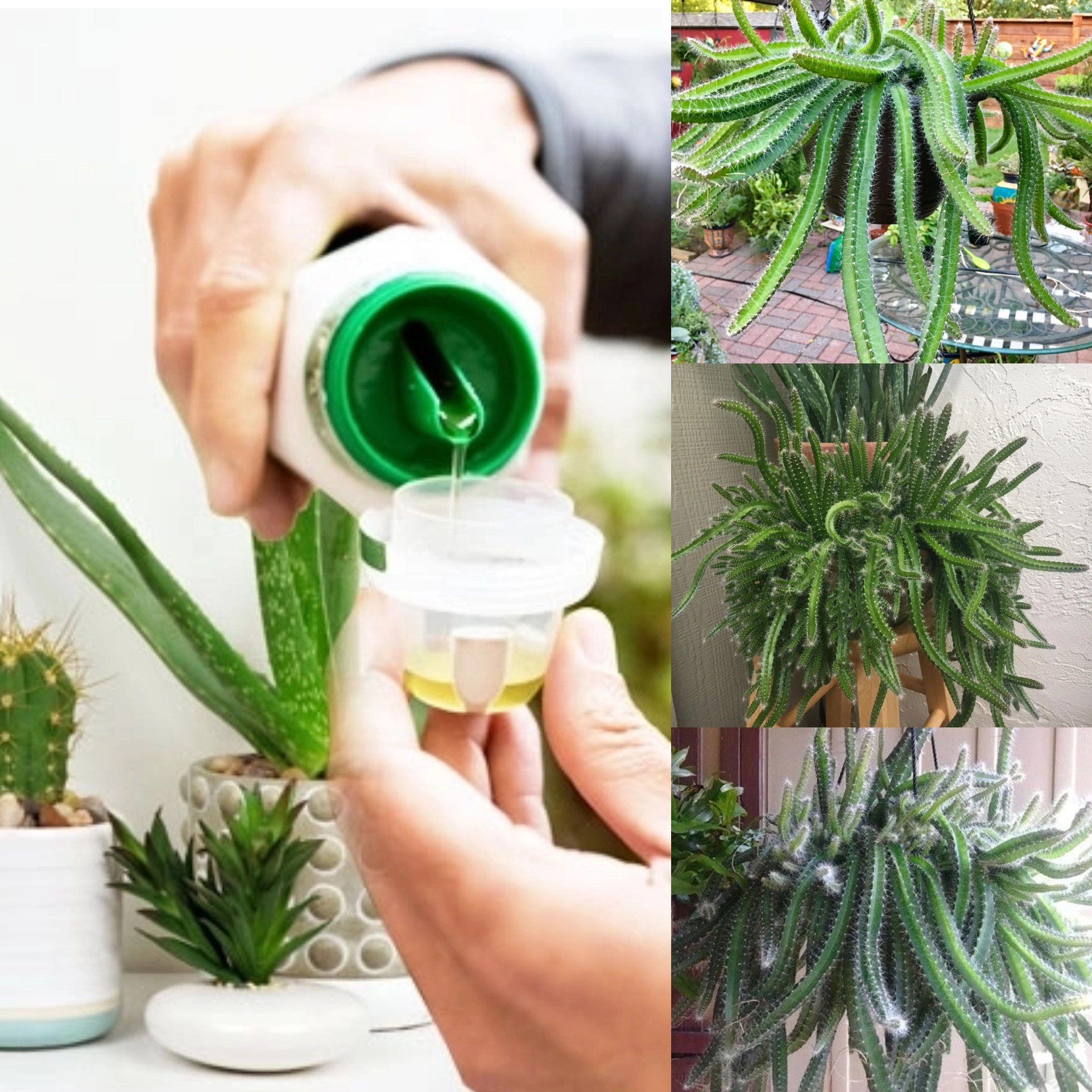 10 Simple Methods for Growing and Caring for Dog Tail Cactus