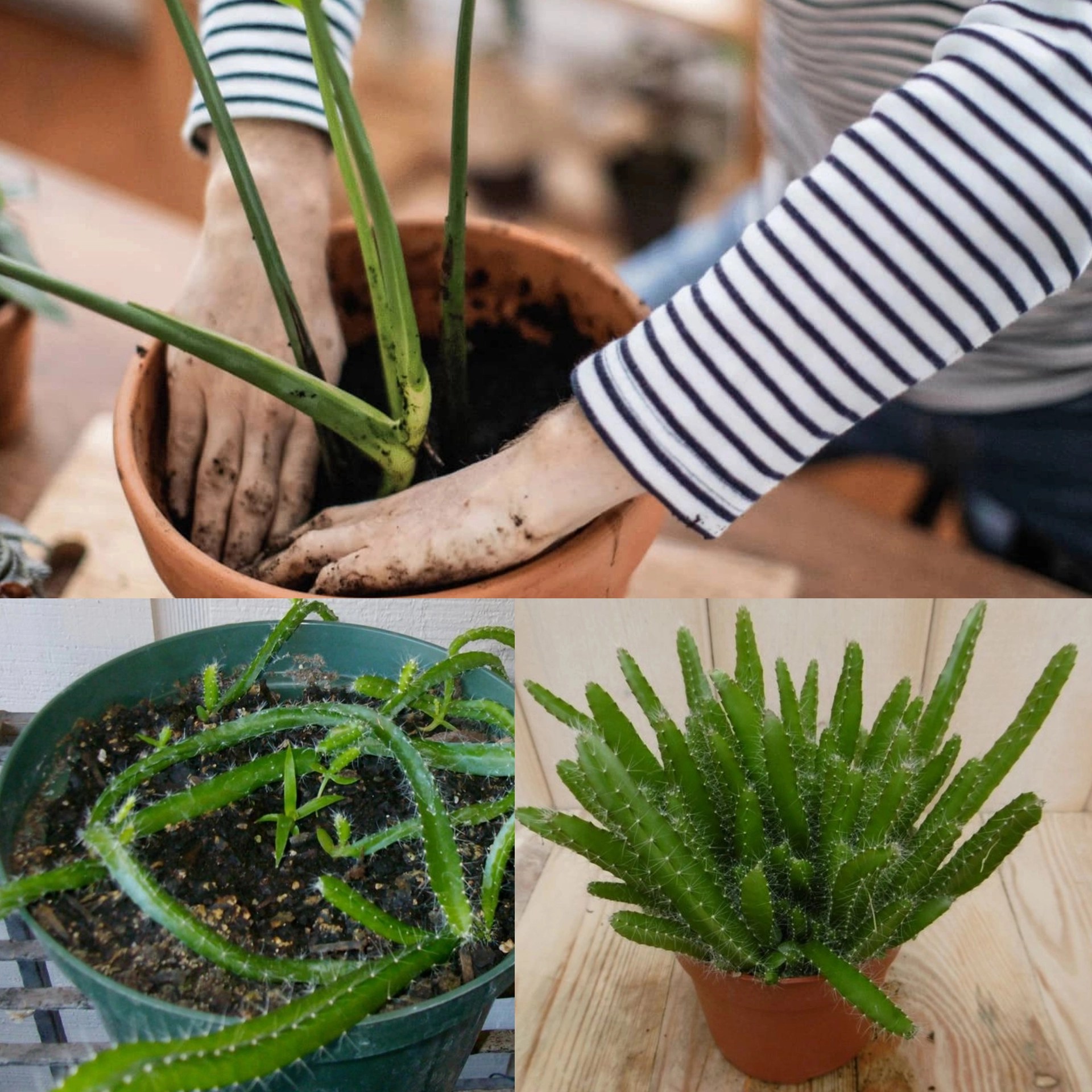 10 Simple Methods for Growing and Caring for Dog Tail Cactus