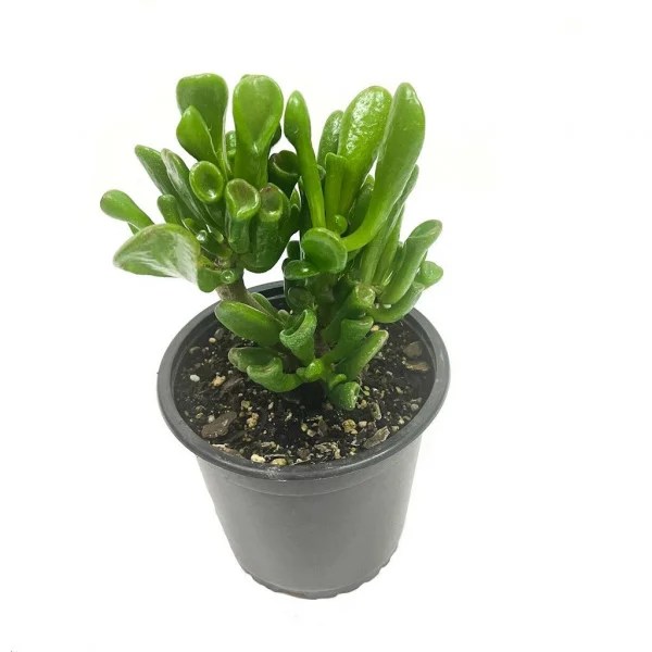 gollum jade plant toxic to cats Cool Part Diary Stills Gallery