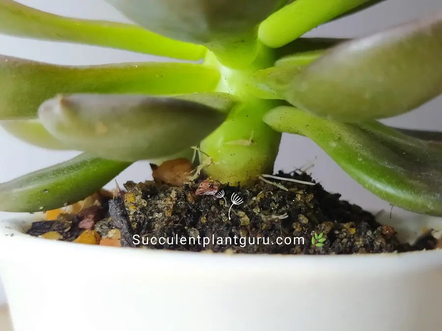 Why Is My Succulent Growing Aerial Roots? Is It Normal? Succulent