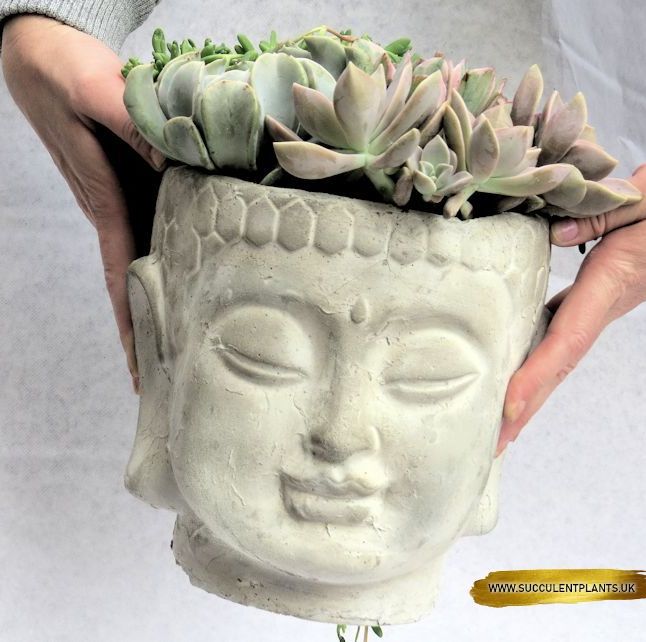 XXL BUDDHA HEAD CONCRETE PLANTER HANDMADE Succulent Plants UK