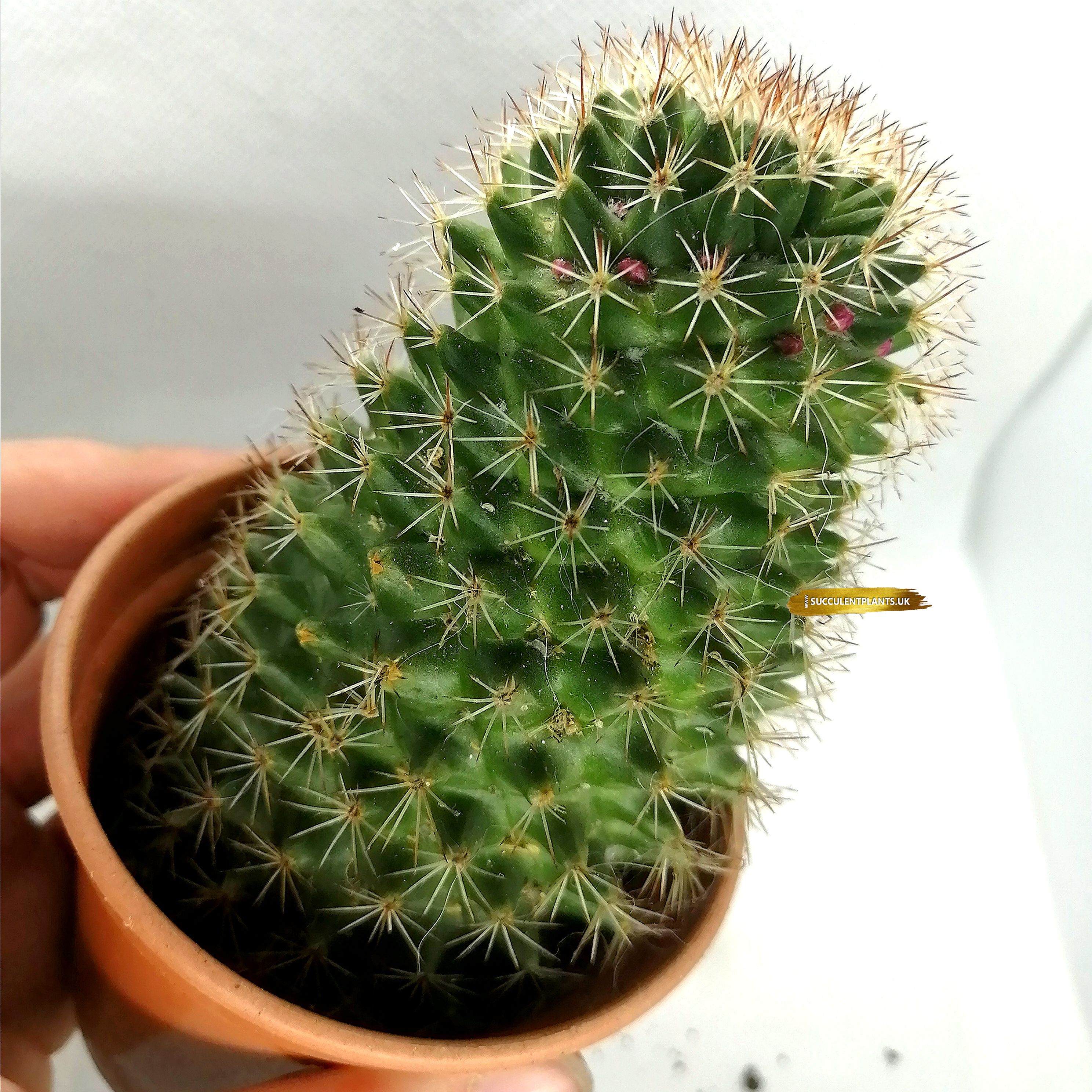 Pink Flowering Cactus Mammillaria ernestii Large Plant Succulent