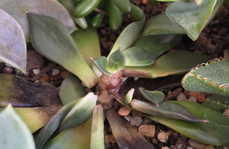 Succulent Care Succulents 101