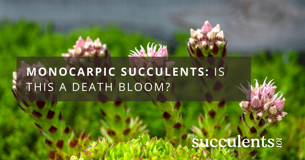 Is This A Death Bloom? Monocarpic Succulents Succulents 101
