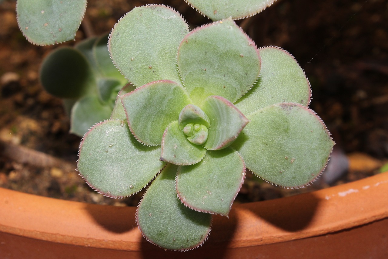 Simple 4steps guide on how to grow succulents from cuttings [2022 edition]