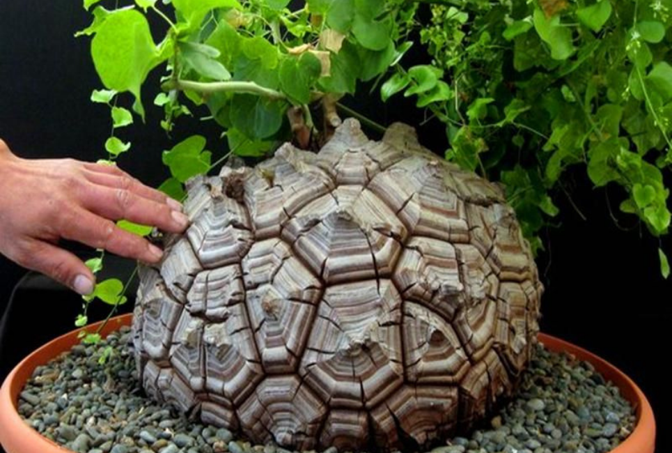 Dioscorea Elephantipes (Elephant's Foot) How To Grow Healthy Succulents