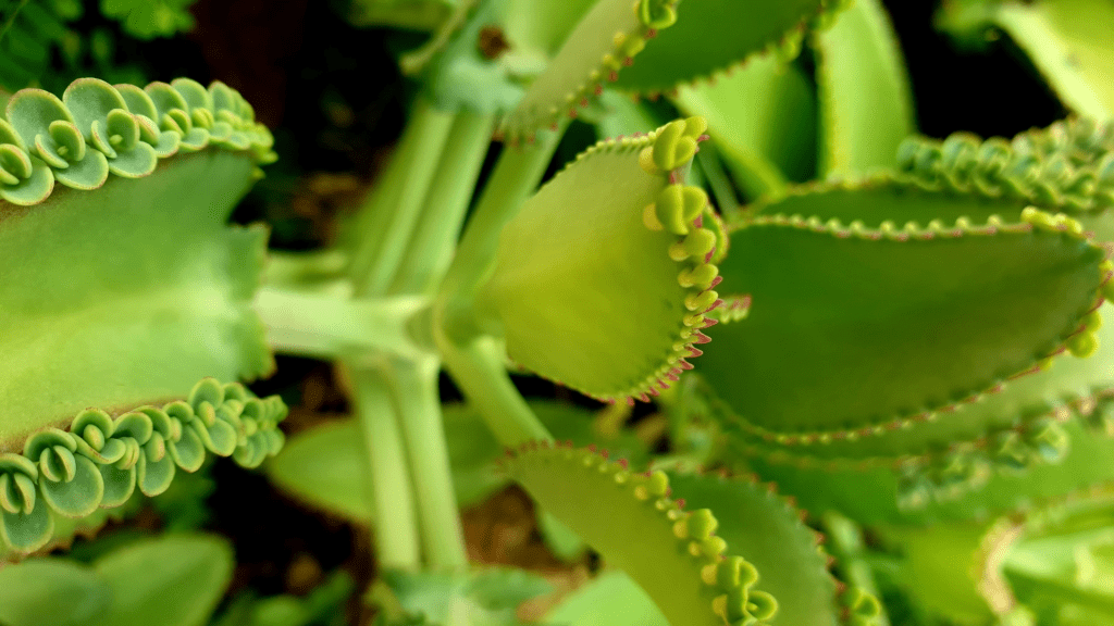 Mother of Millions Plant The Best Care and Growing Tips