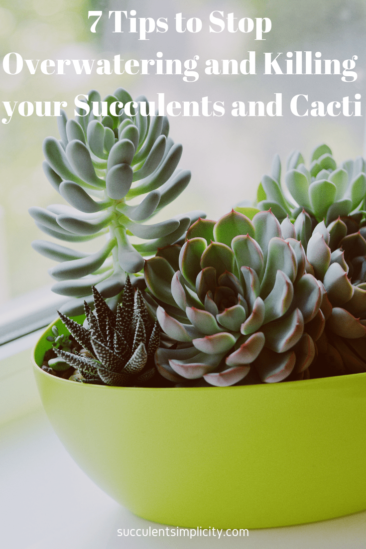 7 Tips to Stop Overwatering and Killing your Succulents and Cacti