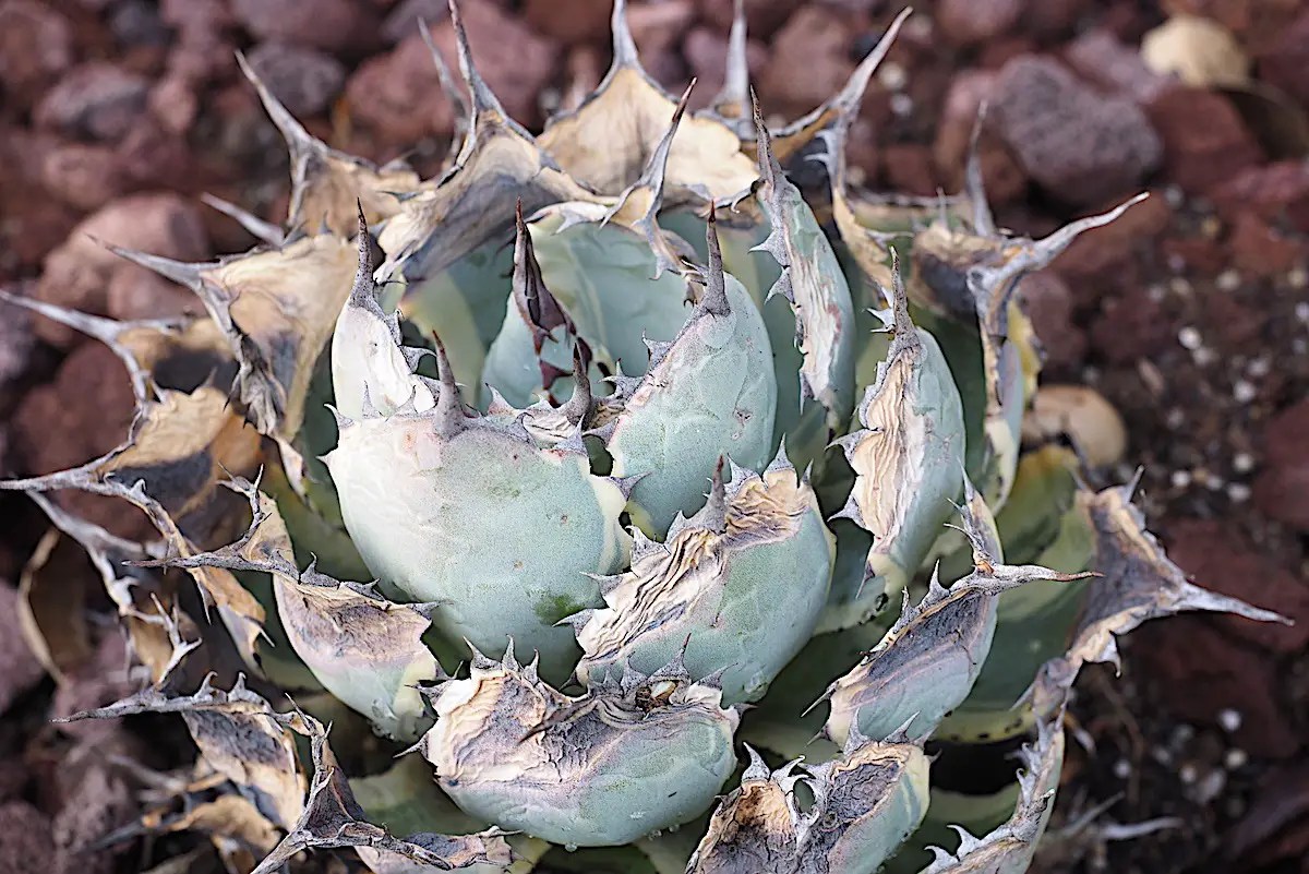 Succulent Sunburn InDepth Guide (With Pictures) Succulents Network