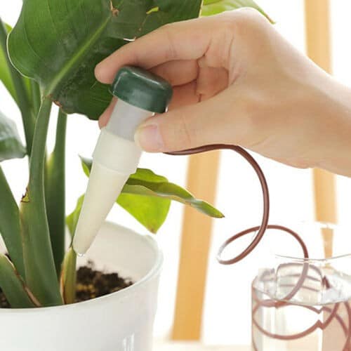 The Best Indoor Plant Watering System Succulents Network