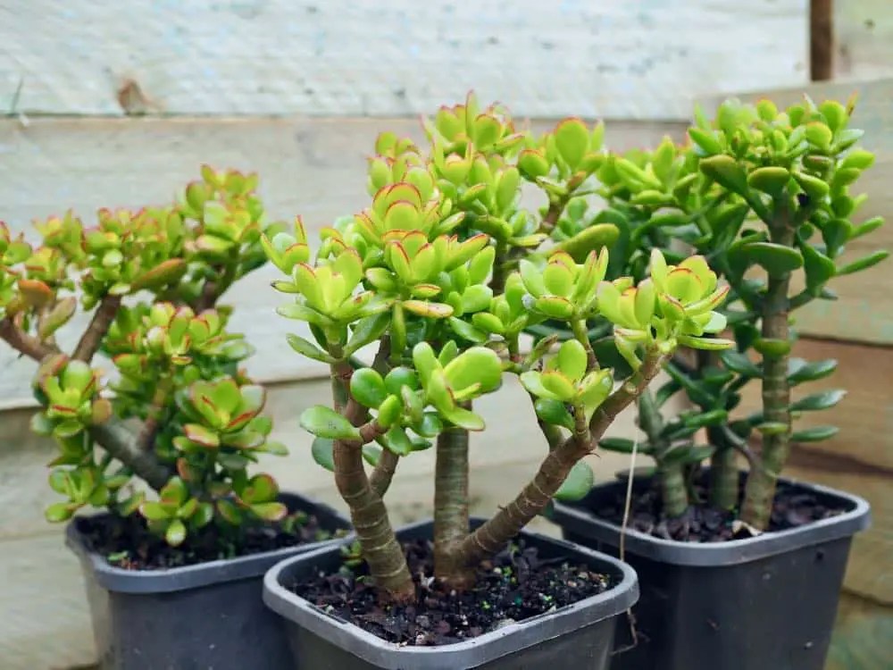 How To Fix White Spots On Jade Plant Succulents Network