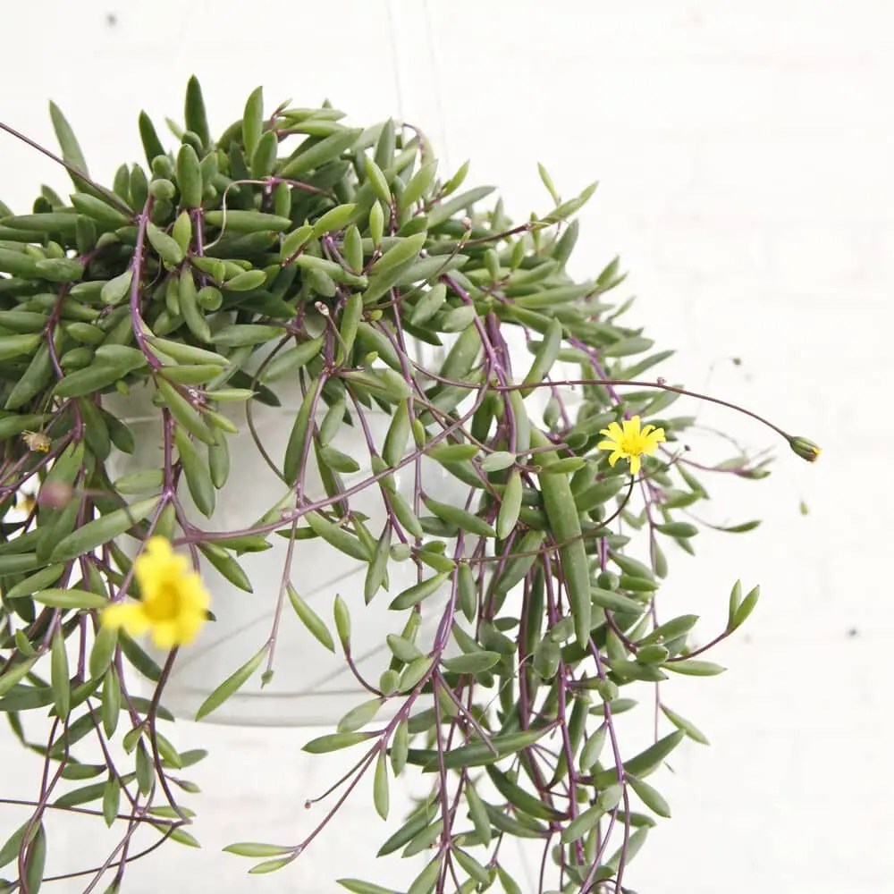 Ruby Necklace Plant (Guide With Pictures) Succulents Network