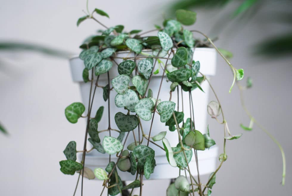 Top 7 Types of String Succulents (Guide With Pictures) Succulents Network