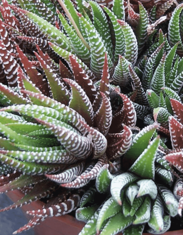 Haworthia Attenuata 'Zabra Plant' (Care Guide) Succulents