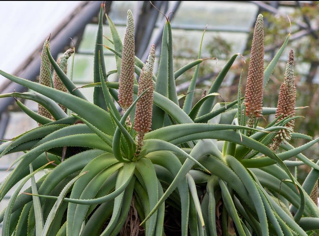 Aloe Vera Seed Propagation 6 Step Super Easy Guide Succulent Thrive