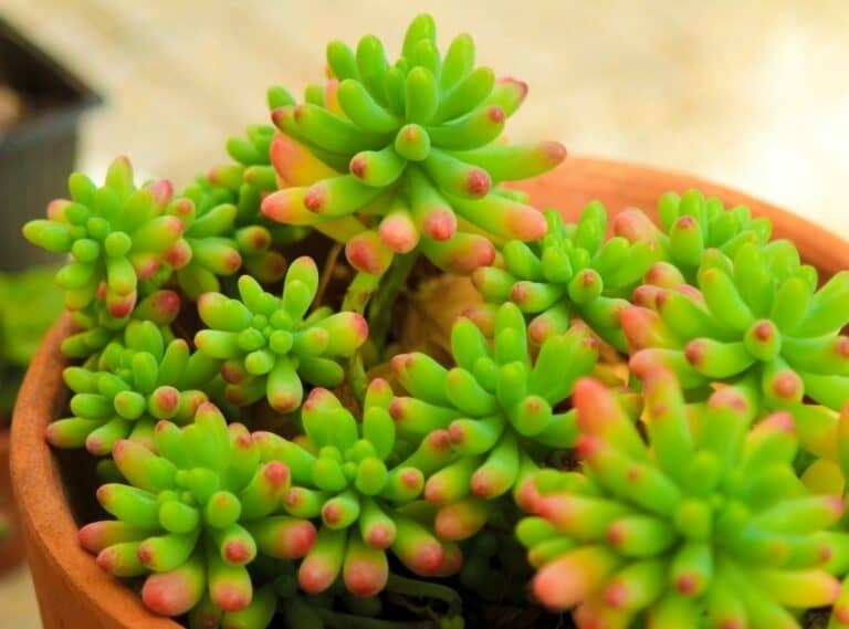 Sedum Rubrotinctum (Jelly Bean Succulent) Care Full