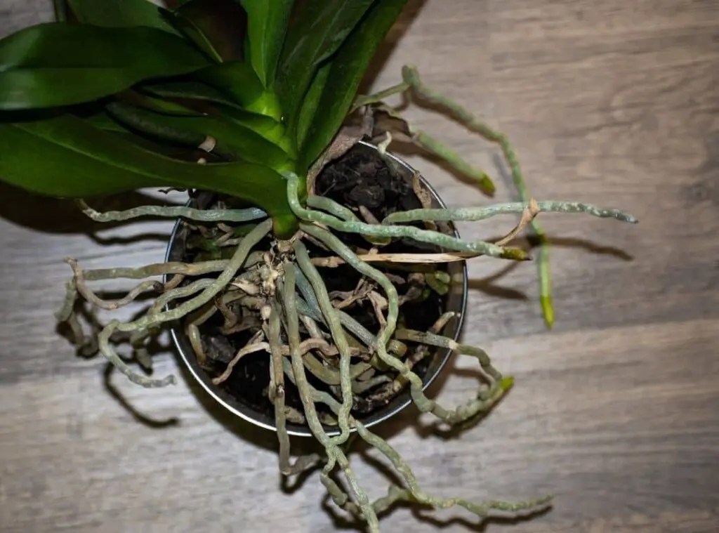 How To Spot Dead Orchid Roots At Once 5 Gardeners Tips Succulent Thrive