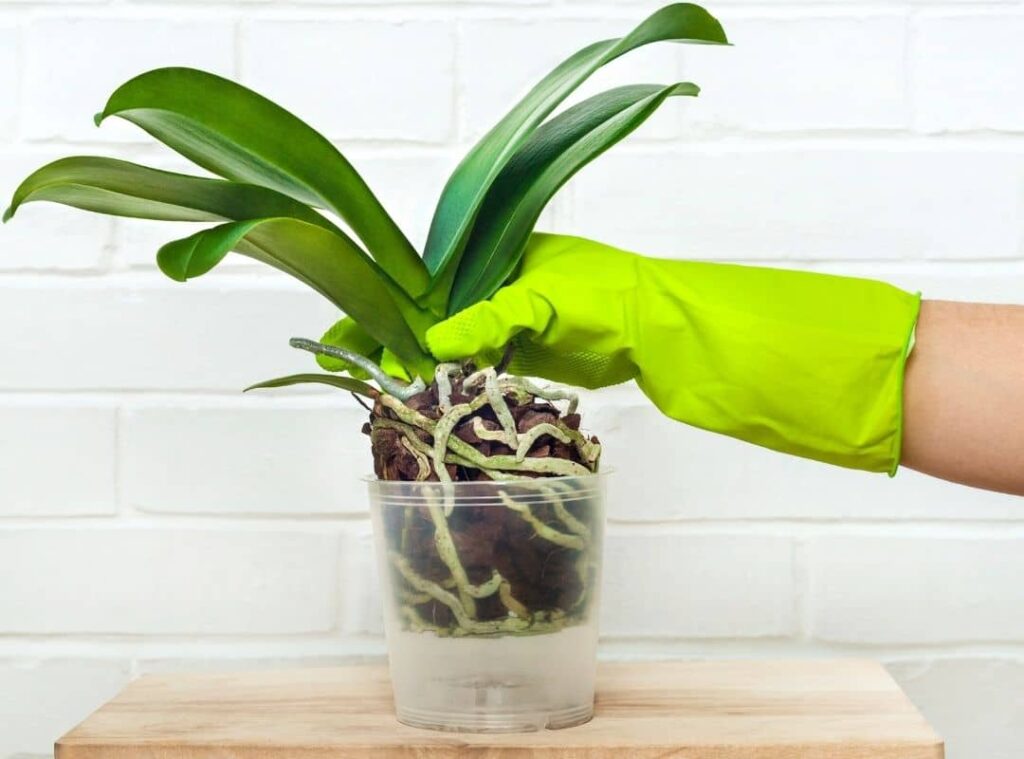 How To Spot Dead Orchid Roots At Once 5 Gardeners Tips Succulent Thrive