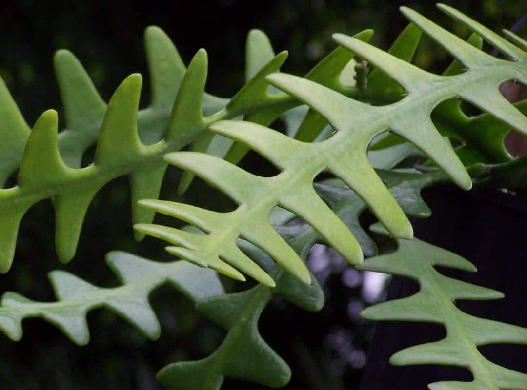 Ric Rac Cactus (Cryptocereus Anthonyanus) Succulent Care Guide