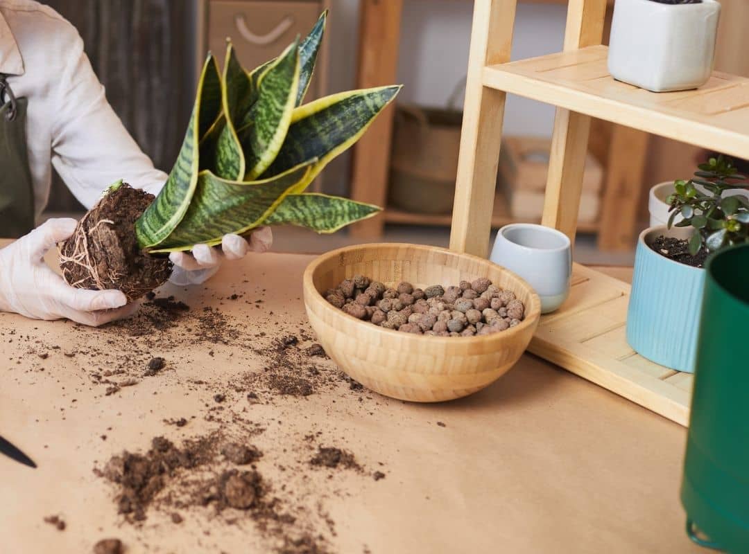 Snake Plants Repotting 17 LittleKnown Gardening Tricks Succulent