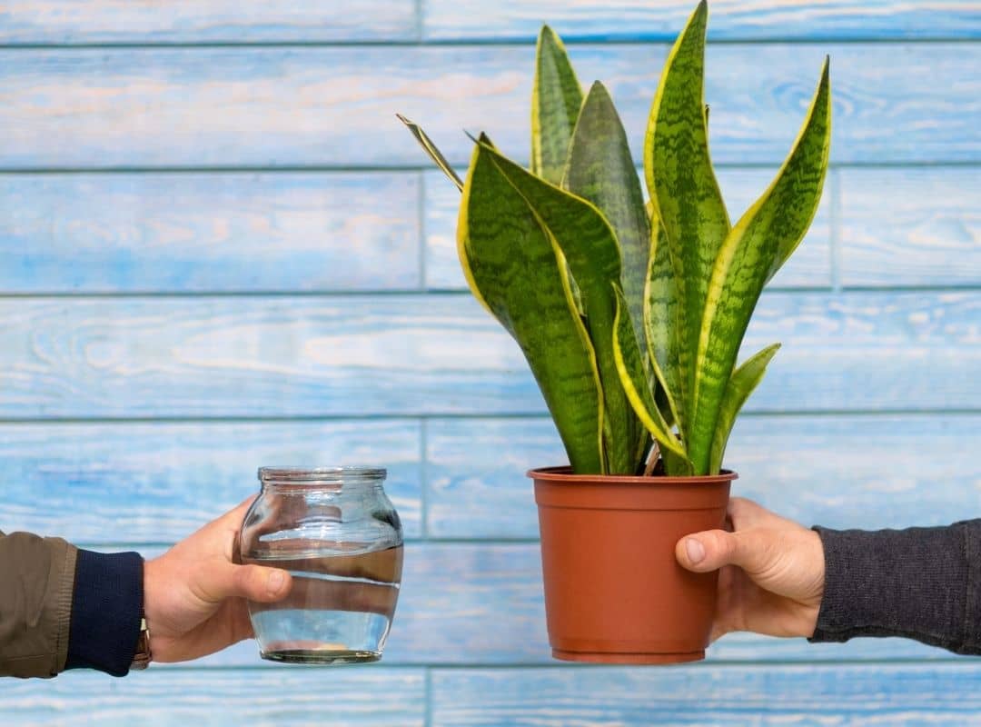 Sansevieria Trifasciata Propagation 4 Super Easy Methods Succulent