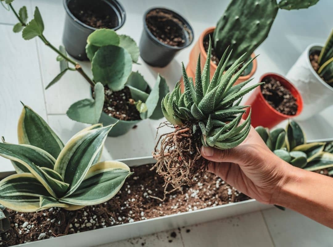 All About Snake Plant Roots And Its Problems 7 Helpful Facts