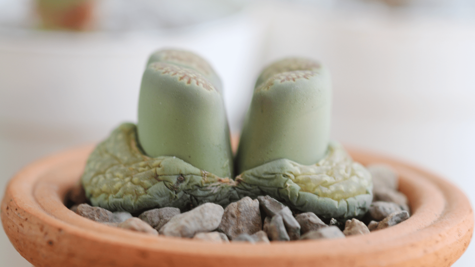 Lithops 101 What you need to know to keep them alive Sucs for You!
