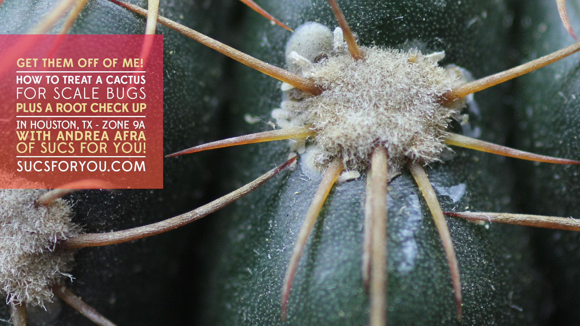 How to Treat a Cactus for Scale Sucs for You!