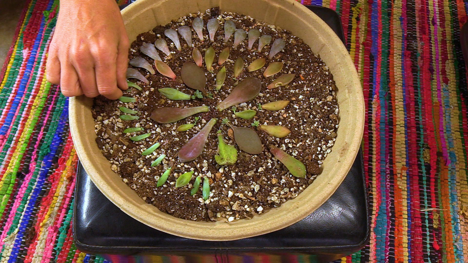 Rainy Day Succulent Propagation Tray Sucs for You!