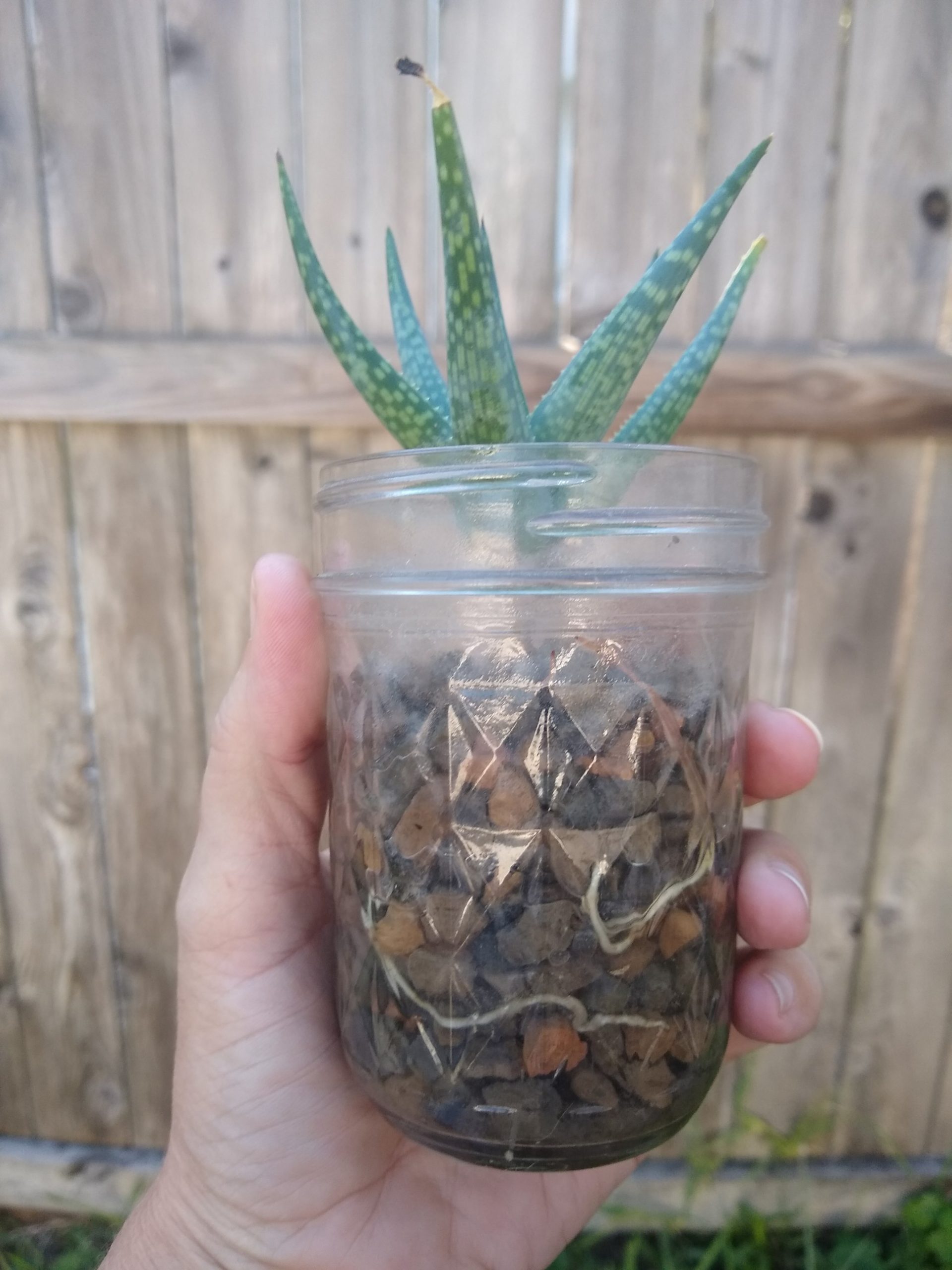 A great waterrooting method for succulents Sucs for You!